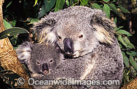Koala mother with cub Photo - Gary Bell