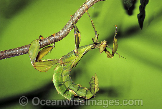 Spiny Leaf Insect Extatosoma tiaratum photo Spiny Leaf Insect Extatosoma tiaratum photo