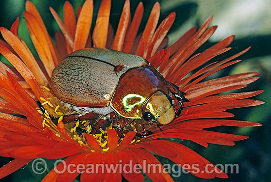 Christmas Beetle Anoplognathus boisduvali photo