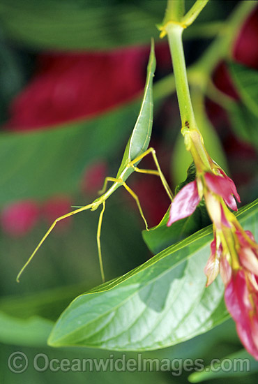 Leaf Insect photo Leaf Insect photo