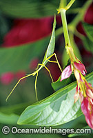 Leaf Insect Photo - Gary Bell