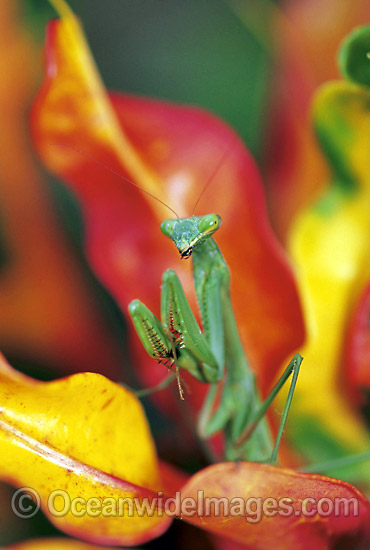 Giant Australian Mantis photo Giant Australian Mantis photo