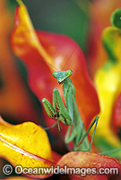 Giant Australian Mantis Photo - Gary Bell