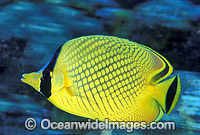 Latticed Butterflyfish Chaetodon rafflesi Photo - Gary Bell