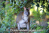 Red-necked Pademelon Thylogale thetis Photo - Gary Bell