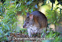 Red-necked Pademelon Thylogale thetis Photo - Gary Bell