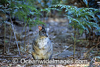 Tasmanian Pademelon Thylogale billardierii Photo - Gary Bell