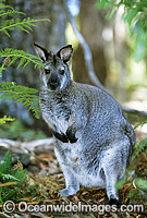 Red-necked Wallaby Photo - Gary Bell