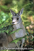 Forester Kangaroo Macropus giganteus Photo - Gary Bell