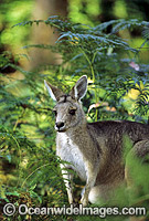 Forester Kangaroo Macropus giganteus Photo - Gary Bell