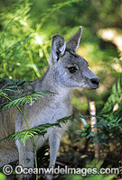 Forester Kangaroo Macropus giganteus Photo - Gary Bell