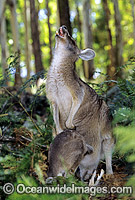 Forester Kangaroo mother with joey Photo - Gary Bell
