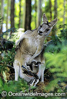 Forester Kangaroo mother with joey Photo - Gary Bell