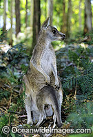 Forester Kangaroo mother with joey Photo - Gary Bell