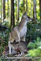 Forester Kangaroo mother with joey Photo - Gary Bell