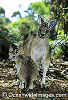 Forester Kangaroo mother with joey Photo - Gary Bell