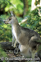 Forester Kangaroo mother with joey Photo - Gary Bell