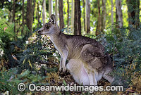 Forester Kangaroo joey in pouch Photo - Gary Bell
