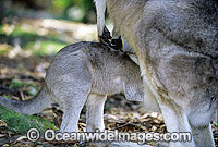 Forester Kangaroo mother with joey Photo - Gary Bell