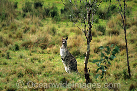 Eastern Grey Kangaroo New England National Park photo Eastern Grey Kangaroo New England National Park photo