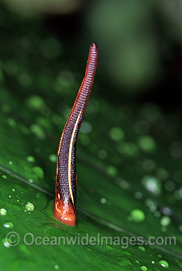 Leech Gnatbobdellida libbata photo Leech Gnatbobdellida libbata photo