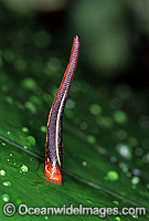 Leech Gnatbobdellida libbata Photo - Gary Bell