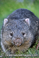 Common Wombat Vombatus ursinus Photo - Gary Bell
