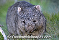Common Wombat Vombatus ursinus Photo - Gary Bell