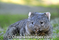 Common Wombat Vombatus ursinus Photo - Gary Bell