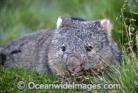 Common Wombat Vombatus ursinus Photo - Gary Bell