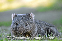 Common Wombat Vombatus ursinus Photo - Gary Bell