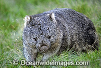 Common Wombat Vombatus ursinus Photo - Gary Bell