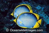 Black-back Butterflyfish Chaetodon melannotus Photo - Gary Bell
