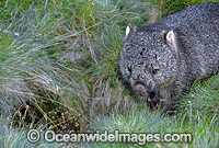Common Wombat Vombatus ursinus Photo - Gary Bell