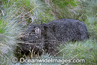 Common Wombat Vombatus ursinus Photo - Gary Bell