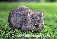 Baby Common Wombat Vombatus ursinus Photo - Gary Bell