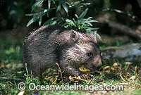 Baby Common Wombat Vombatus ursinus Photo - Gary Bell