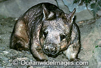 Southern Hairy-nosed Wombat Lasiorhinus latifrons Photo - Gary Bell
