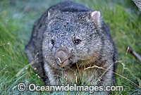 Common Wombat Vombatus ursinus Photo - Gary Bell