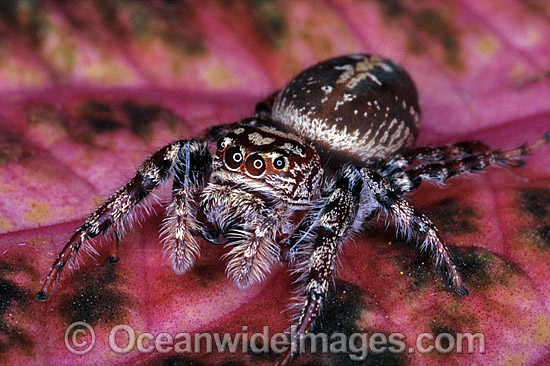 Garden Jumping Spider photo Garden Jumping Spider photo