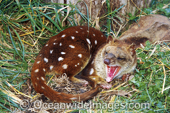 Spotted-tailed Quoll Dasyurus maculatus photo
