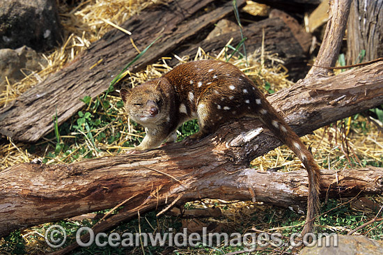 Spotted-tailed Quoll Dasyurus maculatus photo