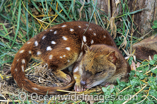 Spotted-tailed Quoll Dasyurus maculatus photo