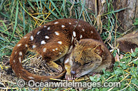 Spotted-tailed Quoll Dasyurus maculatus Photo - Gary Bell