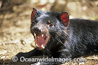 Tasmanian Devil Sarcophilus harrisii Photo - Gary Bell