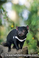 Tasmanian Devil Sarcophilus harrisii Photo - Gary Bell