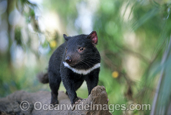 Tasmanian Devil Sarcophilus harrisii photo Tasmanian Devil Sarcophilus harrisii photo
