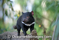 Tasmanian Devil Sarcophilus harrisii Photo - Gary Bell