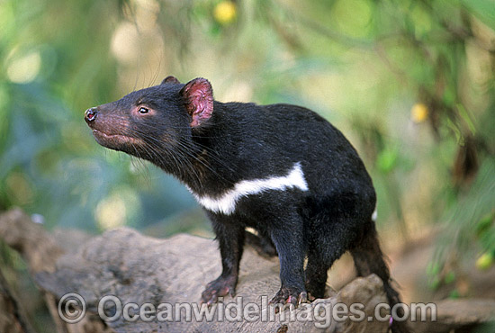 Tasmanian Devil Sarcophilus harrisii photo Tasmanian Devil Sarcophilus harrisii photo
