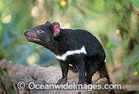 Tasmanian Devil Sarcophilus harrisii Photo - Gary Bell